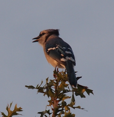 [Bird is perched at the top of a young oak tree complete with leaves. This blue bird with a grey-blue head and belly has white, black, and light blue squarish patches on its glue back. Its tail has white tips.]